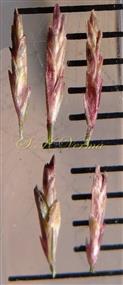 Spikelets 